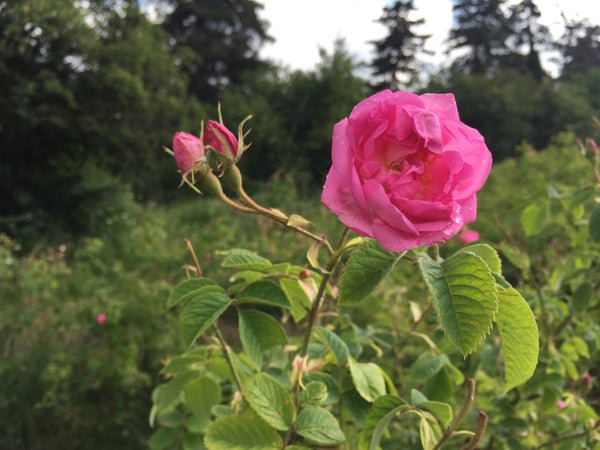 A Rose Retreat - Botanical Skin Care & Aromatherapy Course, 5 nights in Bulgaria