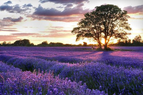 Natural Perfumery at Mayfield Lavender Fields - 11th July 2019