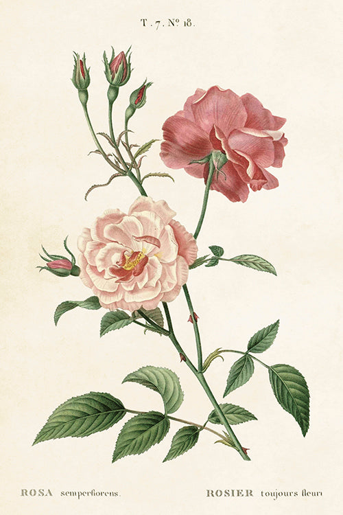 Postcard - Vintage  Rose Pink Design