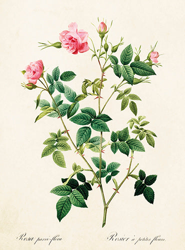 Greeting Card - Vintage Rose Design