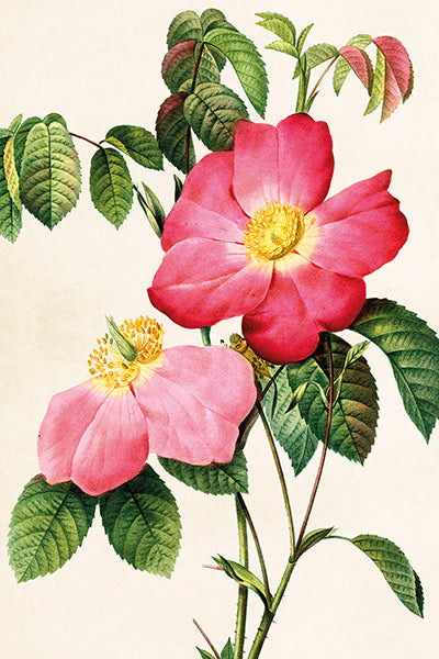 Postcard - Vintage Rose Design