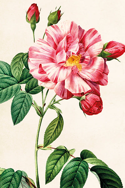 Postcard - Vintage Stripe Rose Design