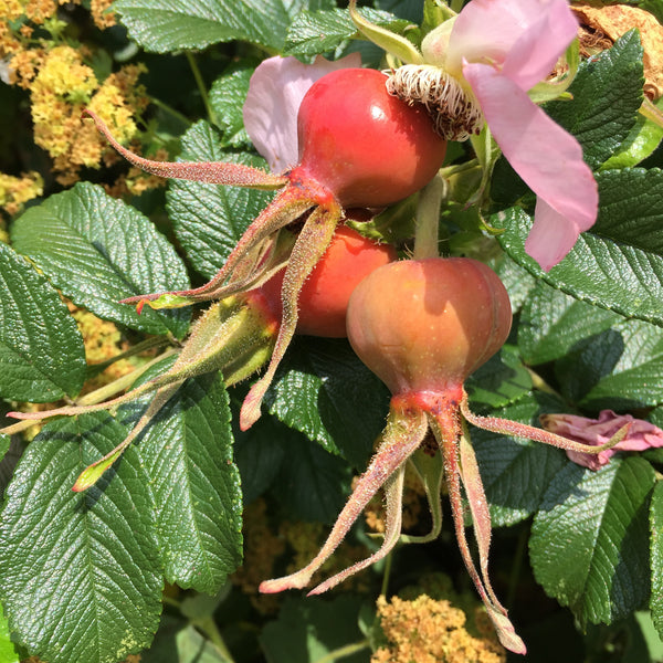 Rosehip Oil