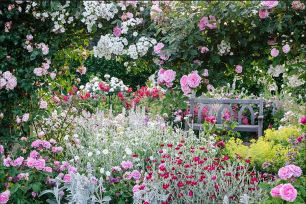 Rose Alchemy - Borde Hill Garden, Sussex - 15th June 2024