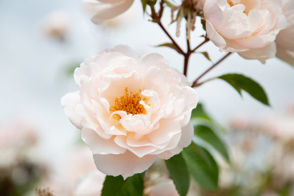 Botanical Alchemy - Plant to Perfume - Flatford Mill, Suffolk